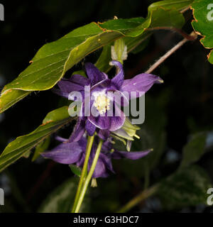 Aquilegia vulgaris ancolie du bleu. Aquilegia flabellata Banque D'Images