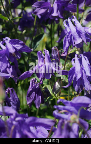 Aquilegia vulgaris ancolie du bleu. Aquilegia flabellata 'Blue Angel' Banque D'Images