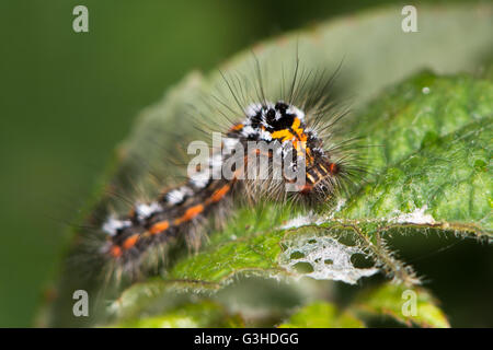 Yellow-tail moth (Euproctis similis) Caterpillar. Larve de papillon de la famille des Lymantriidae) Erebidae (autrefois couverte de cheveux Banque D'Images