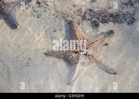 Les étoiles de mer dans une piscine dans les rochers, selective focus Banque D'Images