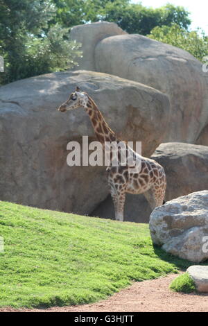 Une girafe se tenait dans son enclos au zoo Banque D'Images