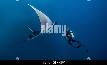 Océan géant Manta Ray avec scuba diver à Roca Partida, l'île de Socorro, Mexique Banque D'Images