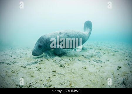 Lamantin des Antilles (Trichechus manatus) natation à boire de l'eau douce des sources sous-marines sur le fond marin, la réserve de biosphère de Sian Kaan, Quintana Roo, Mexique Banque D'Images