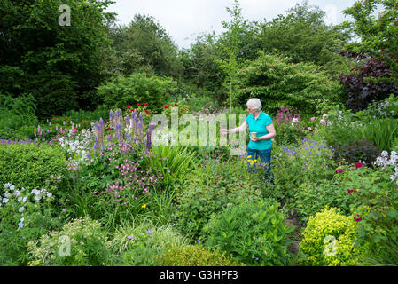 Mature Woman enjoying son jardin d'été, entouré par la plantation d'informel dans un jardin de style. Banque D'Images