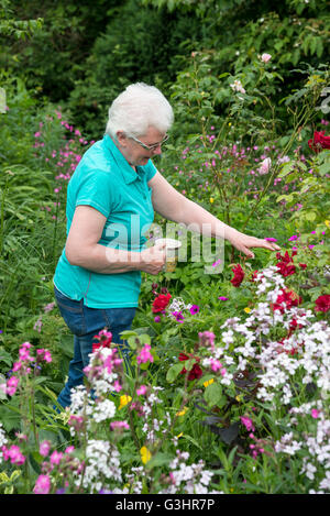 Une dame d'âge mûr s'admirant un un jardin anglais au début de l'été. Elle est titulaire d'une tasse de thé. Banque D'Images