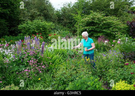 Une dame d'âge mûr s'admirant un un jardin anglais au début de l'été. Elle est titulaire d'une tasse de thé. Banque D'Images