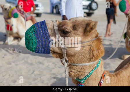 Des chameaux à Sealine, Qatar au début d'un safari dans le désert de l'expérience. Promenades en chameau. Banque D'Images