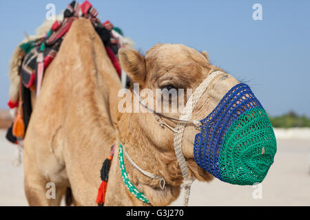Au chameau Sealine, Qatar au début d'un safari dans le désert de l'expérience. Promenades en chameau. Banque D'Images