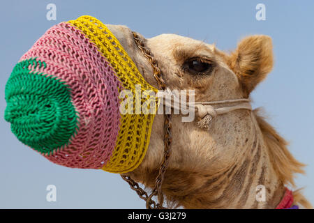 Au chameau Sealine, Qatar au début d'un safari dans le désert de l'expérience. Promenades en chameau. Banque D'Images