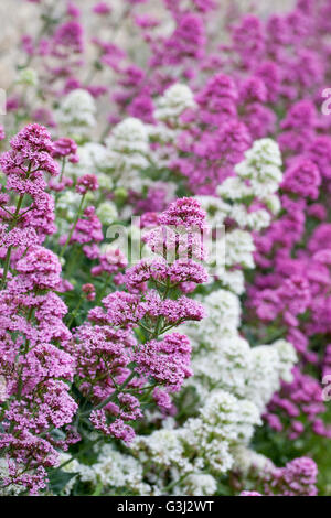 Gros plan de la fleur de ruber Centranthus blanc et rose dans un jardin britannique Banque D'Images