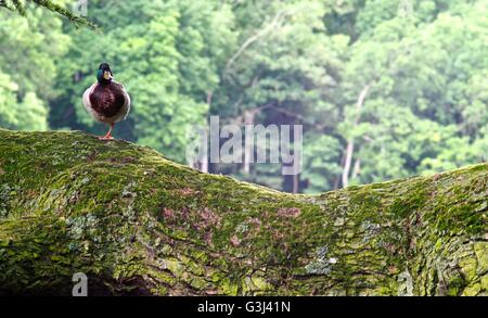 Canard debout sur une jambe sur une branche d'un arbre Banque D'Images