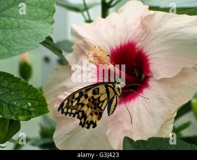 Lime Swallowtail papillon se nourrissant sur une fleur blanche avec un centre rouge Banque D'Images
