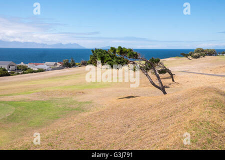 Pins balayés par le Country Club golf course à côté de la plage de Boulders National Park, Simon's Town, Afrique du Sud Banque D'Images