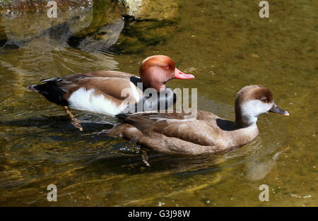 Une paire d'Nette rousse Netta rufina (canards), femelle à l'avant. Banque D'Images