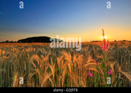 Coucher du soleil dans le champ de blé Banque D'Images