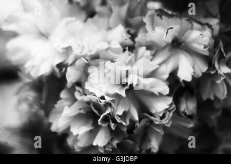 Résumé bloom en noir et blanc Banque D'Images