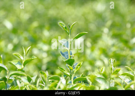 Usine de thé (Camellia sinensis var. sinensis / thé chinois) la plante qui utilisent pour produire des boissons aromatiques "plateau" Banque D'Images