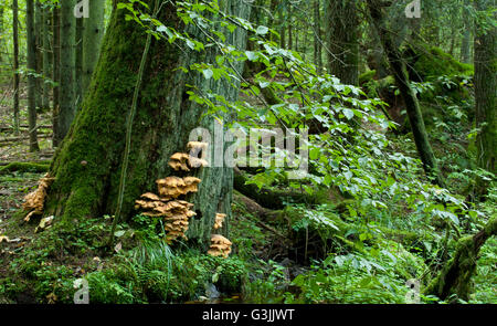 Gros plan sur les champignons plateau de soufre Oak tree stand d'automne, de la forêt de Bialowieza, forêt de Bialowieza, Pologne, Europe Banque D'Images