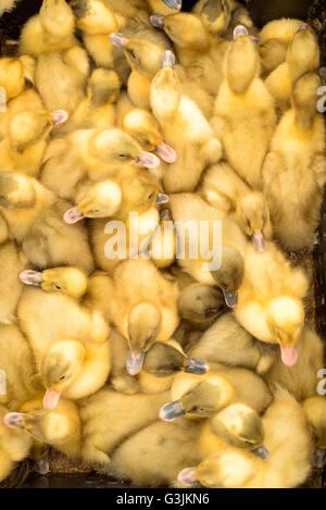 De nombreux poussins de chair jaune avec des plumes élevés pour la viande de poulet une fois adultes. Passage libre dans une boîte en bois Banque D'Images