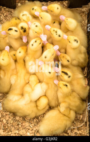 De nombreux poussins de chair jaune avec des plumes élevés pour la viande de poulet une fois adultes. Passage libre dans une boîte en bois Banque D'Images