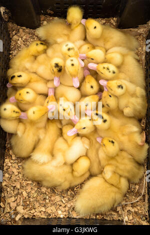 De nombreux poussins de chair jaune avec des plumes élevés pour la viande de poulet une fois adultes. Passage libre dans une boîte en bois Banque D'Images