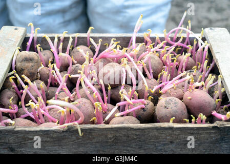 Les plants de pommes de terre avec chitted tiges de croissance fraîches dans un récipient en bois rustique. Image jardinage végétal naturel de patates Banque D'Images