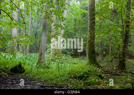 Alder-carr peuplement feuillu dans la pluie avec Marsh et de l'eau d'un drapeau en premier plan, la forêt de Bialowieza, Pologne,Europe Banque D'Images