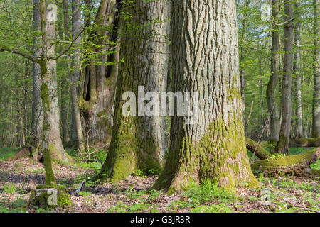 Les arbres de chêne monumental de la forêt de Bialowieza peuplement feuillu au matin,la forêt de Bialowieza, Pologne,Europe Banque D'Images