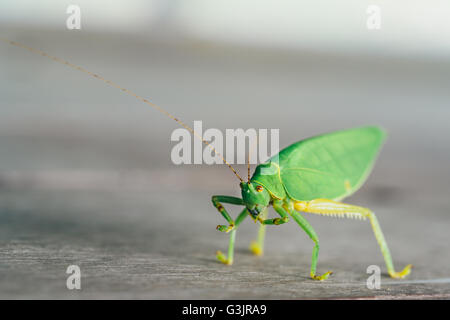 Green bush cricket ou longicorne sauterelle de lécher les jambes sur plancher en bois, l'arrière-plan flou flou with copy space Banque D'Images