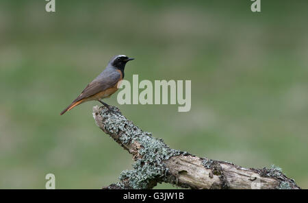 Homme Redstart-Phoenicurus phoenicurus. Au printemps. Uk Banque D'Images