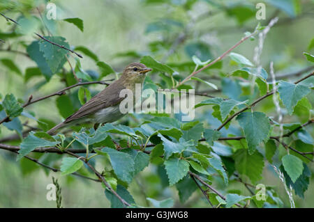 Trochilus Willow Warbler-Phylloscopus. Au printemps. Uk Banque D'Images