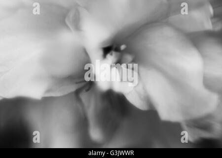 Résumé image de fleur en noir et blanc Banque D'Images