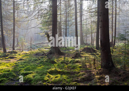 Sunbeam entrant dans la forêt de conifères marécageuses matin brumeux avec de vieux chêne et de pins, la forêt de Bialowieza, Pologne,Europe Banque D'Images