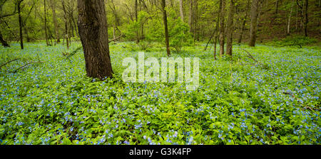 Bluebells (Mertensia virginica) tapissent le sol de Carley State Park dans le sud du Minnesota au printemps. Banque D'Images