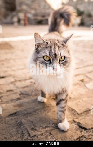 Beau chat gris blanc en peluche de la rue en plein air Banque D'Images