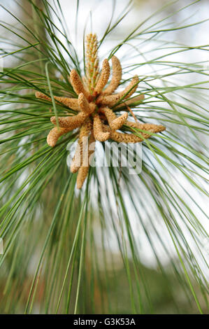 Long-Leaf pin (Pinus palustris) sacs polliniques Banque D'Images