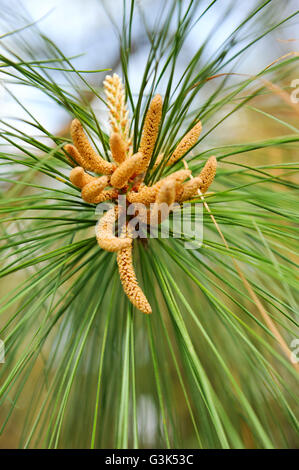 Long-Leaf pin (Pinus palustris) sacs polliniques Banque D'Images