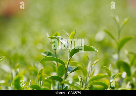 Usine de thé (Camellia sinensis var. sinensis / thé chinois) la plante qui utilisent pour produire des boissons aromatiques "plateau" Banque D'Images