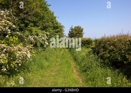 La conservation dans le paysage avec des fleurs sauvages et les haies mixtes de plus en plus par un chemin herbeux sur les Yorkshire Wolds. Banque D'Images