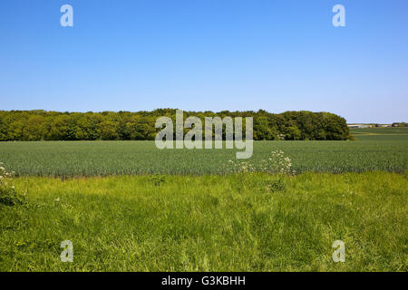 La conservation dans le paysage avec des fleurs sauvages poussant sur un promontoire herbeux par un champ de blé vert sur les Yorkshire Wolds. Banque D'Images