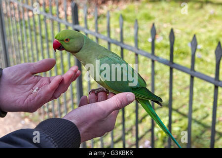 Perroquet vert. Perroquets verts sauvages vivent dans le parc local, les touristes aiment à les nourrir car ils sont tout à fait apprivoiser appréciant les traite o Banque D'Images