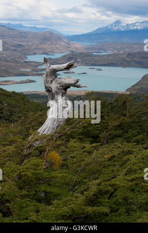 Vue sur le lac Nordenskjold et un arbre pétrifié de la vallée française lookout en Patagonie, au Chili. Banque D'Images