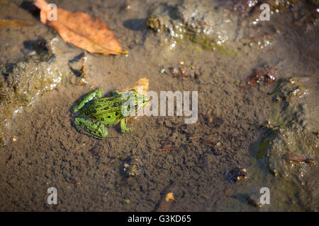 Big Frog le long de la rivière de la fourche, de la forêt d'État du Minnesota, Koochiching Banque D'Images