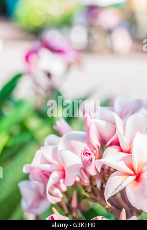 Frangipani rose et araignée perchée sur un bourgeon. Banque D'Images