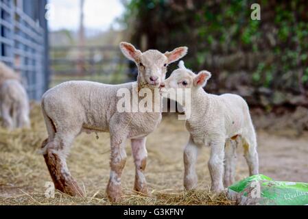 Une scène typique de la ferme à l'agnelage de printemps le temps de se faire des amis, deux agneaux isolés et montrer de l'affection dans la cour de l'ensemble. Banque D'Images