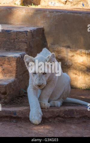 White Lion africain d'oursons se détendre au soleil du midi Banque D'Images