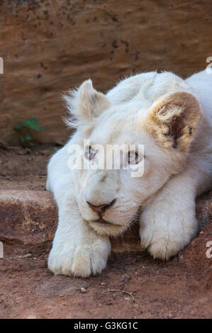 White Lion africain d'oursons se détendre au soleil du midi Banque D'Images
