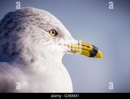 Un anneau billed Gull (Larus delawarensis profil ) Banque D'Images