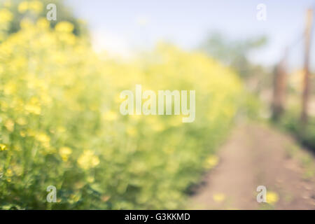 Fleurs jaune vert avec l'arrière-plan flou road Banque D'Images