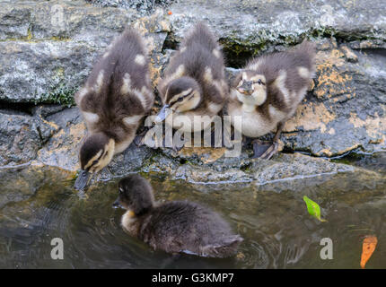 Les canetons bébé (Anas platyrhynchos) par l'eau en été dans le West Sussex, Angleterre, Royaume-Uni. Banque D'Images